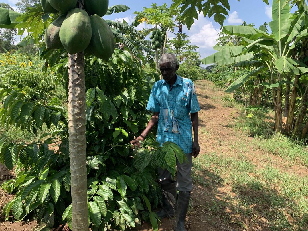 Kole Elderly Farmer Invests in Cocoa, Coffee, and Bees, Eyes Millions