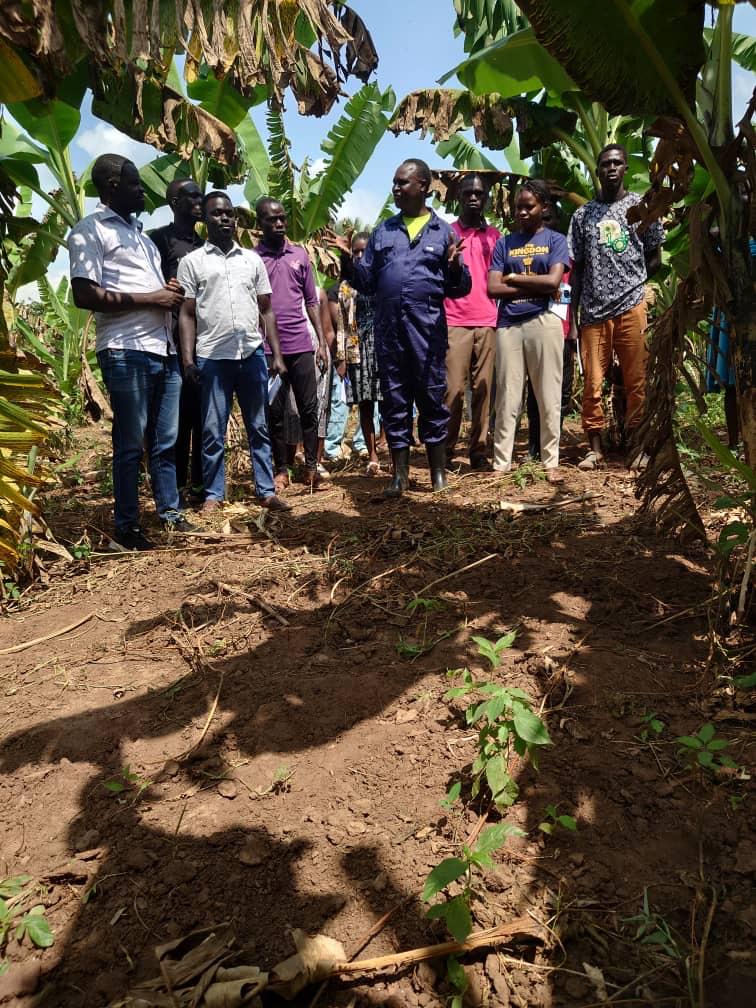 Mix Farming Pays Off: Dr. Orec Earns Millions from Bananas While Awaiting Cocoa Harvest