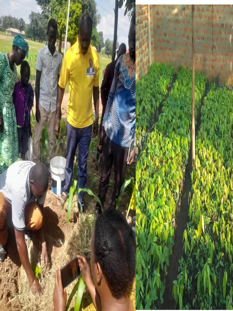 Cocoa Revolution Takes Root in Erute North: Major (Rtd) Emmy Johnson Opio Leads the Way