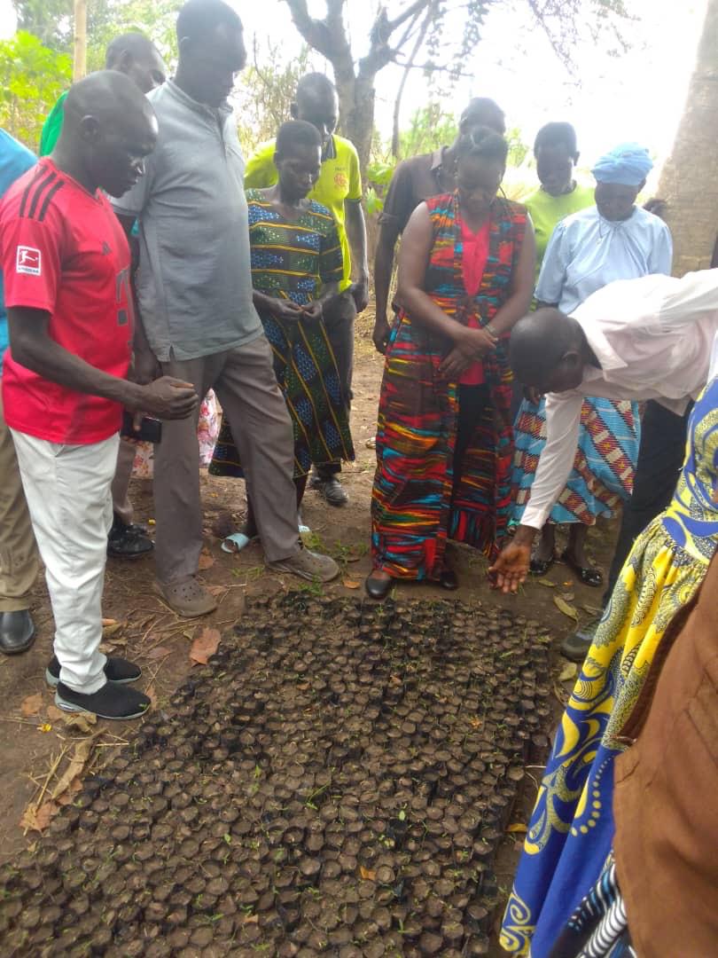 From Nursery to Parliament: Aromo Farmers Bank on Cocoa and Major retired Emmy Opio for Future